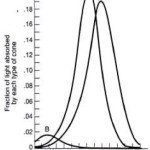 Figura 1. Frazione di luce assorbita dai tre tipi di pigmento dei coni dell'occhio umano.